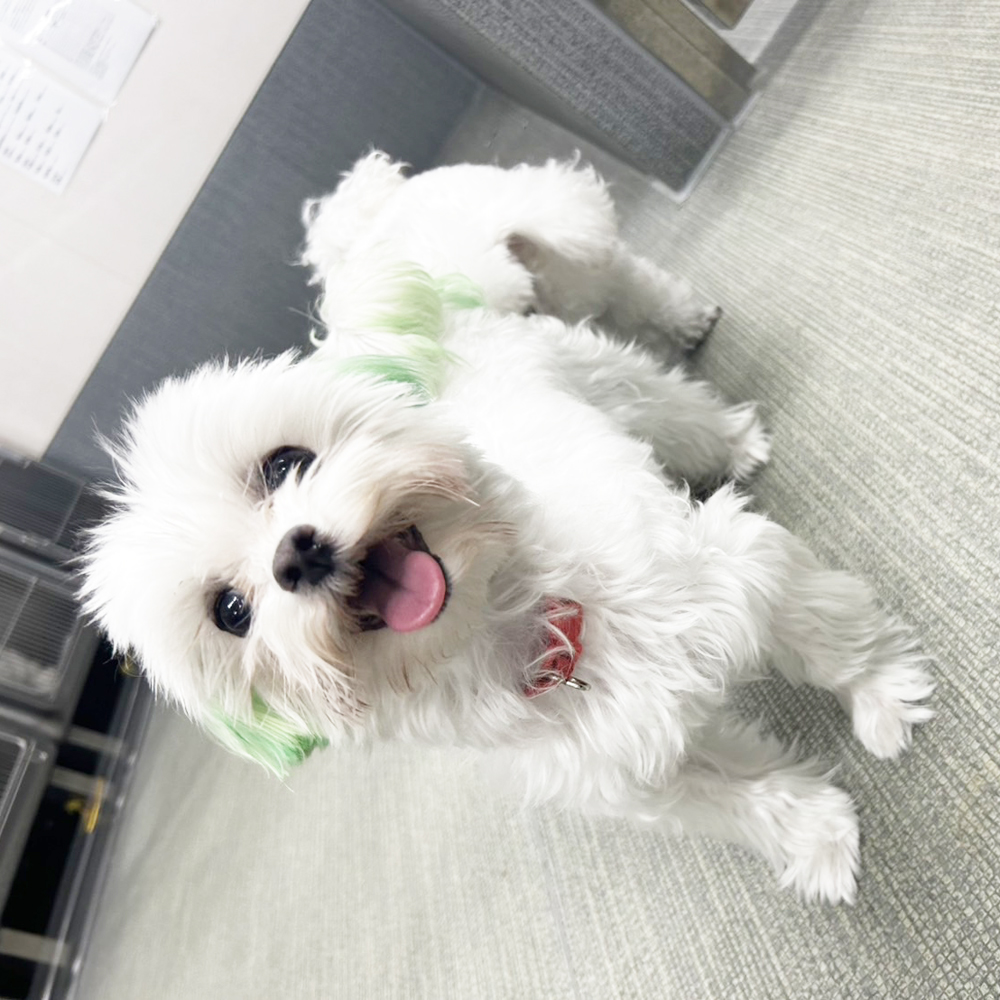 生徒が撮影したモデル犬♪②